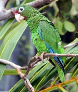 Puerto Rican parrot-253x300.jpg