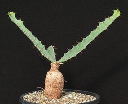 Euphorbia pseudoburuana.jpg