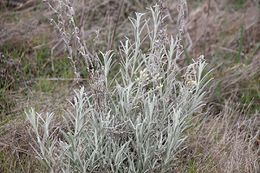 Pseudognaphalium beneolens.jpg
