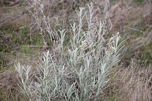 Pseudognaphalium beneolens.jpg