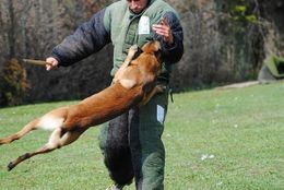 Que-es-el-entrenamiento-schutzhund.jpg