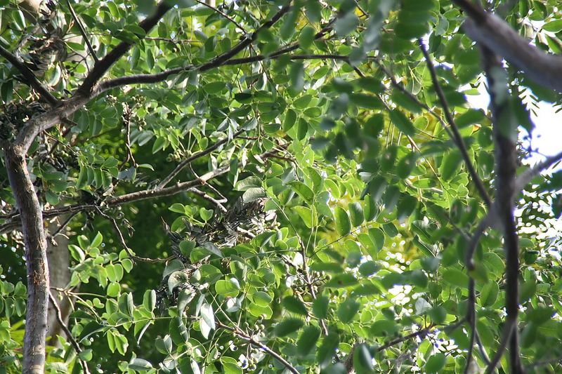 Archivo:Bursera simaruba 2.jpg