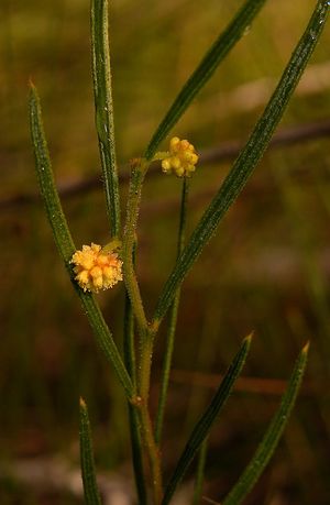 Acacia bynoeana.jpg