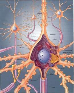Neurona.jpg