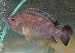 Melanochromis-Labrosus-1.jpeg