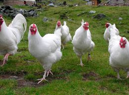 Gallina-imperial-suiza.jpg