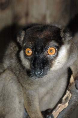 Lemur collar blanco 3.jpg