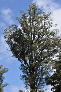 Dacrycarpus dacrydioides.jpg