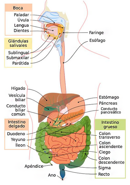 Archivo:EL-SISTEMA-DIGESTIVO.jpg.png