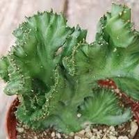 Euphorbia lactea cristataice.jpg
