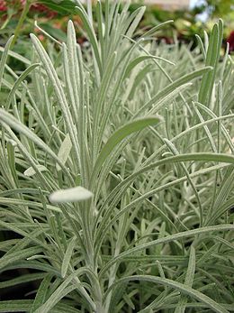 Helichrysum thianschanicum.jpg