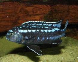 Melanochromis-johanni.jpg