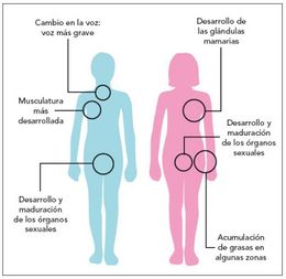 Pubertad. Adolescencia.jpg
