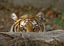 Tigre de Indochina.jpg
