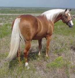Quarter Horse.JPG