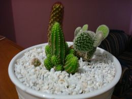 Enano cactus.jpg