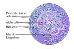 Células beta del páncreas.jpeg
