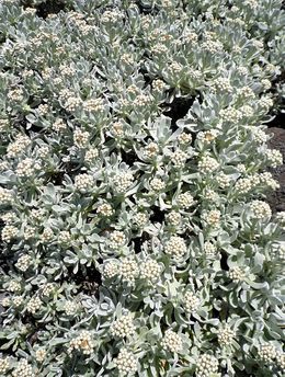 Helichrysum gossypinum.JPG