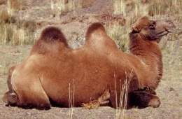 Camelus ferus.jpg