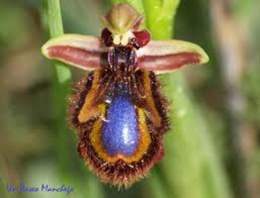 Orquidea abeja fafb686a.jpg