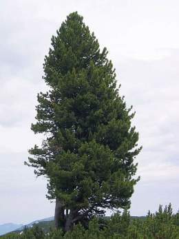 Pinus cembra.jpg