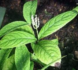 Chloranthus erectus.jpg