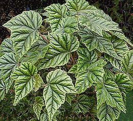 Begonia metallica 1.jpg