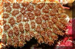Coral de Marfil.jpg
