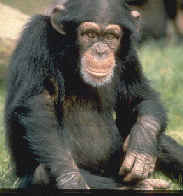Chimpance.gif