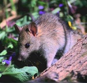 Rattus.jpg