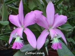 Cattleya dolosa.jpg