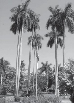 La palma real (Roystonea regia) (Arecaceae)l.JPG