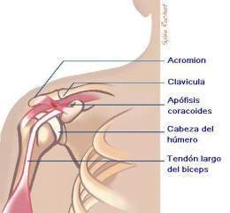 Periartritis 1315214354375.jpg