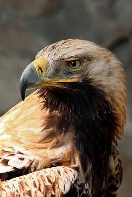 Aguila imperial oriental.jpg
