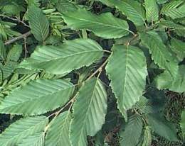 Carpinus-betulus-hojas.jpg