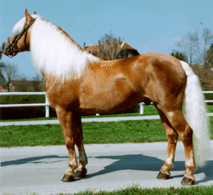 Haflinger.GIF