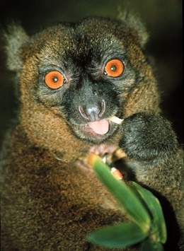 Lemur manso.jpg
