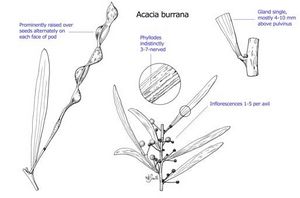 Acacia burrana.jpg
