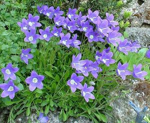 Campanula bellidifolia.jpg