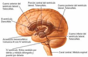 Diencefalo ubicacion.jpg