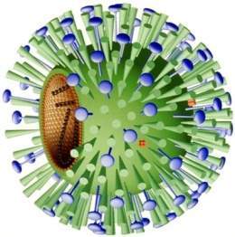 Virus-influenza.jpg