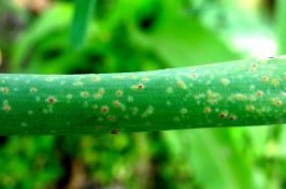 Puccinia.jpeg