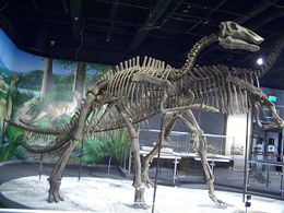 Bactrosaurus.JPG
