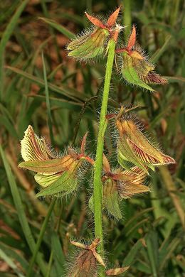 Crotalaria burkeana.jpg