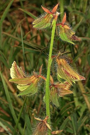 Crotalaria burkeana.jpg