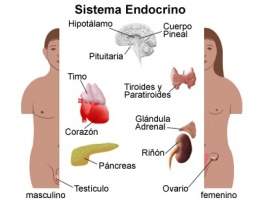 Sistema-endocrino.jpg