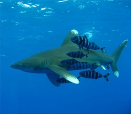 Tiburón oceanico de puntas blancas.JPG