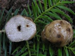 Tuber ferrugineum.jpg