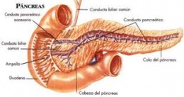 Pancreas1.jpeg