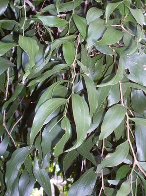 Acacia bakeri.jpg
